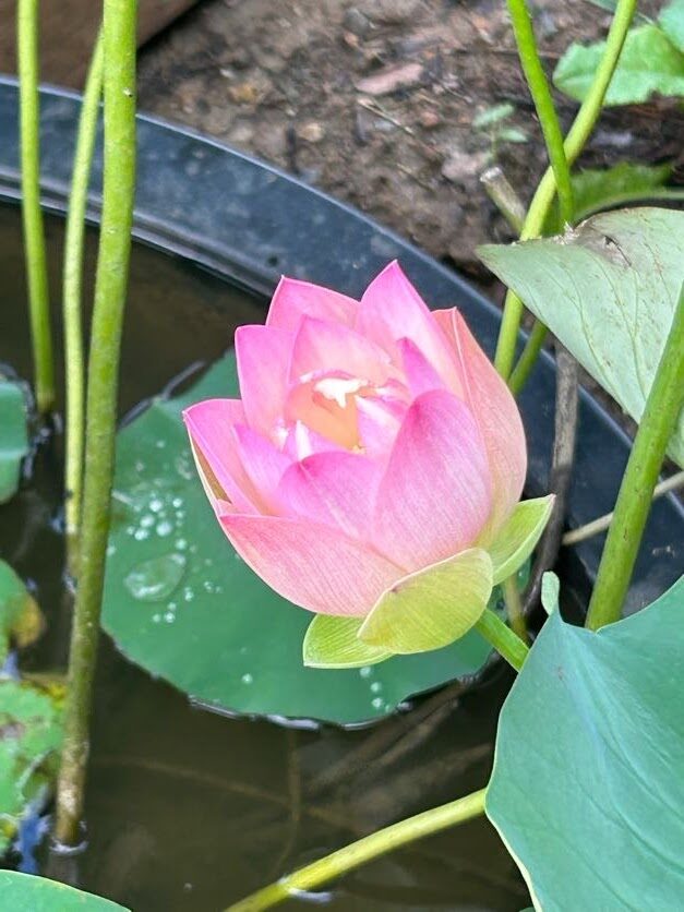 A pink flower in full bloom in front of plants growing in water