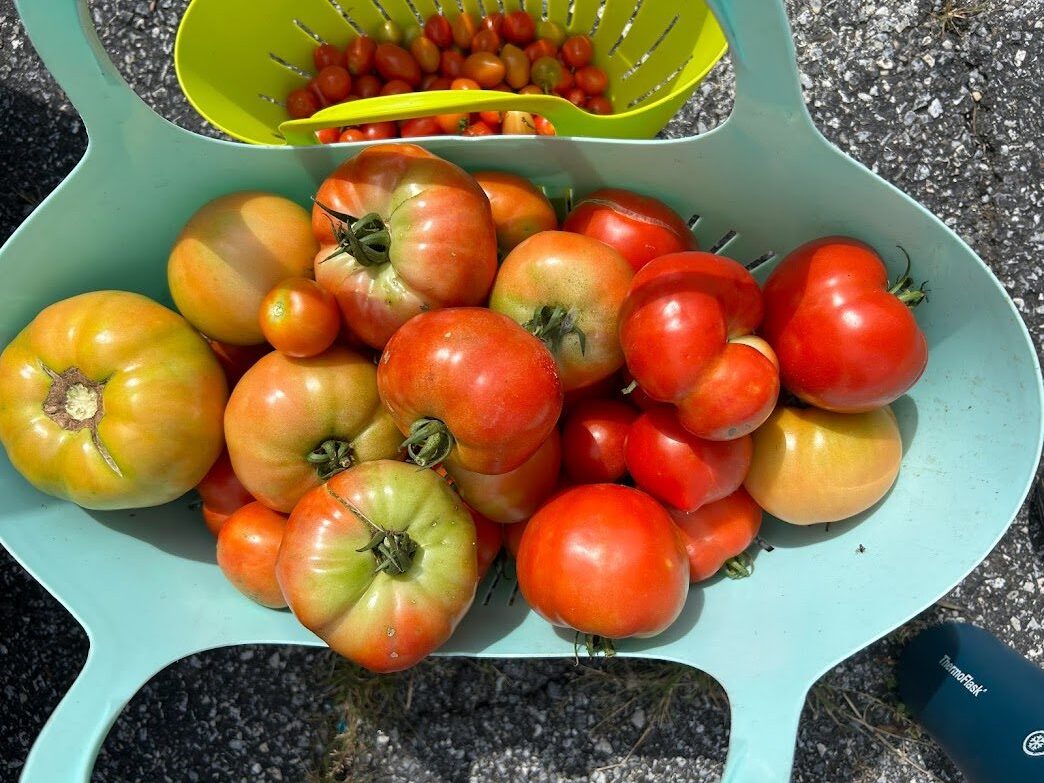 A green plastic bag filled with tomatoes