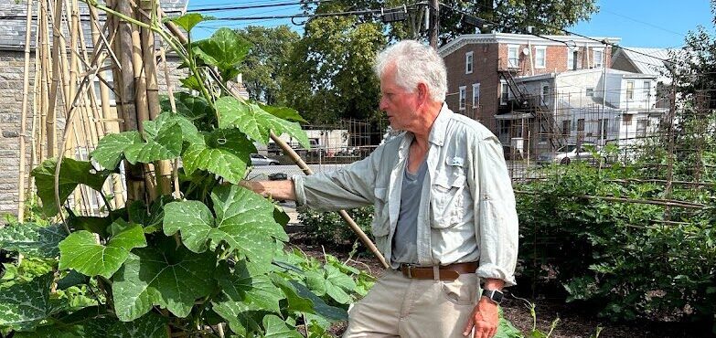 A white man with white hair touching a leaf of a large plant in a community garden box