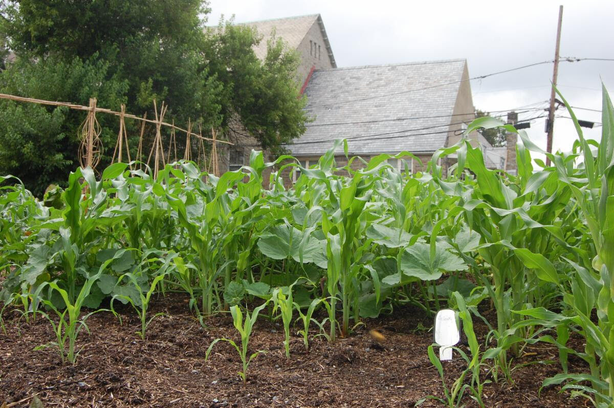 Plants growing in a community garden