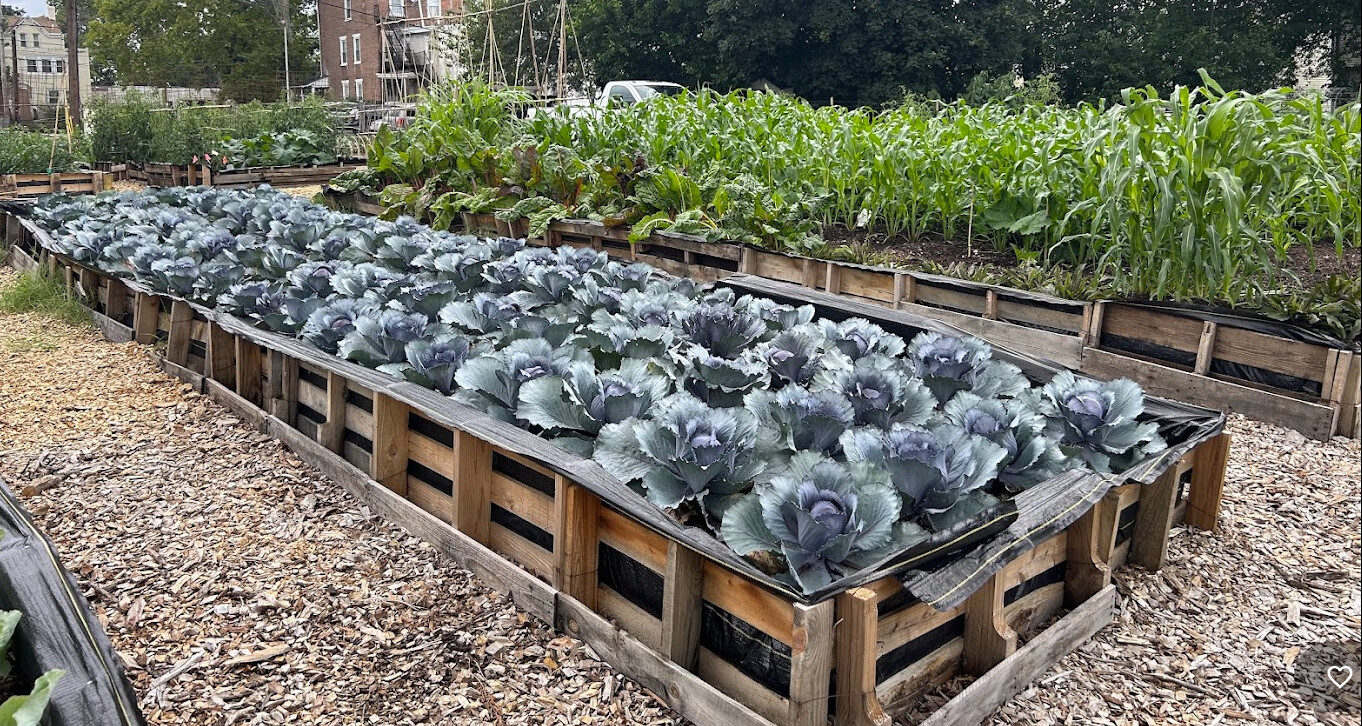 Community garden boxes with multiple types of plants planted in them